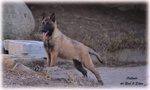 Pastore Belga Malinois - Foto n. 5