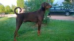 Cuccioli Dobermann alta Genealogia - Foto n. 1