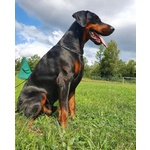 Cucciolo Dobermann