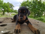 Cucciolo Dobermann - Foto n. 3