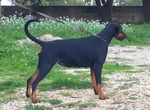 Cucciolo Dobermann - Foto n. 5