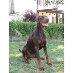 Cuccioli Dobermann alta Genealogia - Foto n. 3