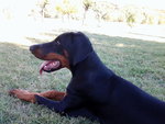 Cuccioli Dobermann alta Genealogia - Foto n. 4