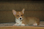 Cuccioli Welsh Corgi Maschio e Femmina - Foto n. 2