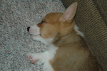 Cuccioli Welsh Corgi Maschio e Femmina - Foto n. 3