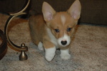 Cuccioli Welsh Corgi Maschio e Femmina - Foto n. 4