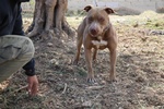 Cuccioli di American Pitbull Terrier - Foto n. 2