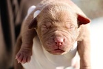 Cuccioli di American Pitbull Terrier - Foto n. 3