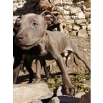 Pittbul Amstaff Cercano Casa