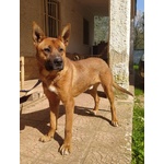 Dingo Incrocio Pastore Fulvo 2 Anni - Foto n. 4