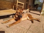 Dingo Incrocio Pastore Fulvo 2 Anni - Foto n. 6