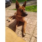 Dingo Incrocio Pastore Fulvo 2 Anni - Foto n. 7