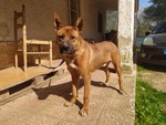 Dingo Incrocio Pastore Fulvo 2 Anni - Foto n. 8