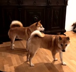 Cuccioli Shiba inu in Vendita - Foto n. 2