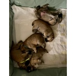 Cuccioli Shiba inu in Vendita - Foto n. 3