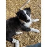 Border Collie naso da Tartufo