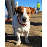 Bellissimo Jackrussel Terrier per Accoppiamenti