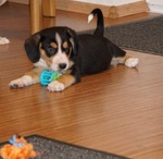 Cuccioli Bovaro di Entlebuch Maschio e Femmina - Foto n. 2