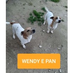 Pan e Wendy; jack Russel 2 Anni. L'essere di Razza non gli ha Risparmiato L'abbandono. Cercano Casa! - Foto n. 1