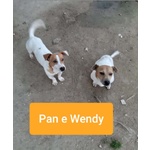 Pan e Wendy; jack Russel 2 Anni. L'essere di Razza non gli ha Risparmiato L'abbandono. Cercano Casa! - Foto n. 2