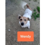 Pan e Wendy; jack Russel 2 Anni. L'essere di Razza non gli ha Risparmiato L'abbandono. Cercano Casa! - Foto n. 3