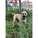 Amstaff Femmina 18 mesi Sterilizzata - Foto n. 5