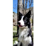 BORDER COLLIE MASCHIO 2 ANNI PER MONTA