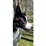 Border Collie Maschio 2 anni per Monta - Foto n. 4