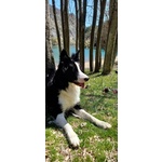 Border Collie Maschio 2 anni per Monta - Foto n. 5