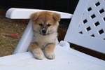 Cuccioli di Akita - Foto n. 7