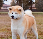 Cuccioli di Akita - Foto n. 8