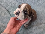 Adorabili Cuccioli di Bulldog Inglese - Foto n. 2