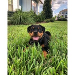 Cuccioli di Rottweiller in Adozione - Foto n. 2