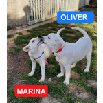 Oliver e Marina, 5 Mesi: Trovati Vicino a un Passaggio a Livello: Cercano Casa!