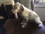 Cuccioli Setter Inglese - Foto n. 3