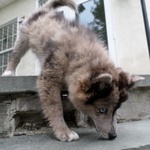 Cuccioli Pomsky Maschio e Femmina - Foto n. 1