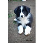 Silver red Cuccioli Border Collie