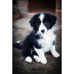 Silver red Cuccioli Border Collie - Foto n. 2