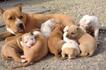 American Staffordshire Terrier - Foto n. 2