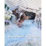 Chihuahua Maschio Bianco e Lilac con Pedigree