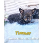 Piccoli Chihuahua Prenotabili con Pedigree - Foto n. 1