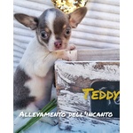 Piccoli Chihuahua Prenotabili con Pedigree - Foto n. 2