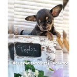 Piccoli Chihuahua Prenotabili con Pedigree - Foto n. 3
