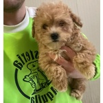 Cucciola Maltipoo