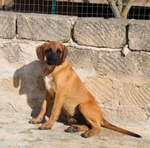 Muffin, Incr. Boxer 5 Mesi; Rimasto solo in Canile Piange e si Dispera. Cerca Casa! - Foto n. 3