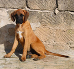 Muffin, Incr. Boxer 5 Mesi; Rimasto solo in Canile Piange e si Dispera. Cerca Casa! - Foto n. 5