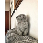 Scottish Fold