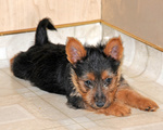 Cuccioli Australian Terrier Maschio e Femmina - Foto n. 2