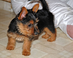 Cuccioli Australian Terrier Maschio e Femmina - Foto n. 3