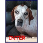 Inter Simil Pointer 2 anni Recuperato in Brutte Condizioni ma ora è Pronto per una Famiglia - Foto n. 1